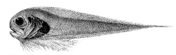 Paraliparis membranaceus_01